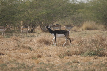 Blackbuck in Rut