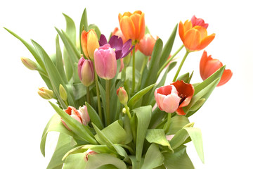 Big bouquet of tulips on white background