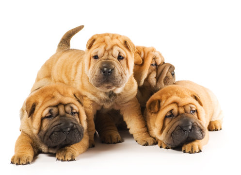 Group of beautiful sharpei puppies