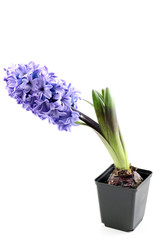 purple hyacinth isolated on white - seasonal flower