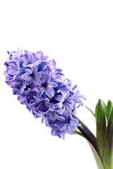 Naklejka premium purple hyacinth isolated on white - seasonal flower