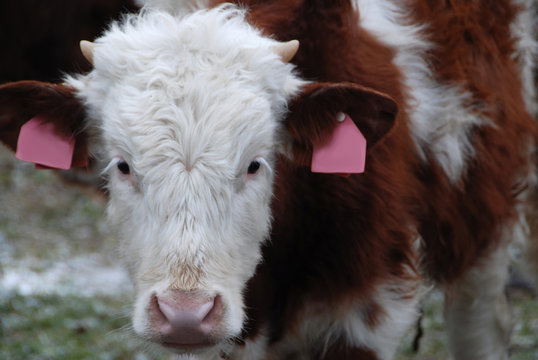 Detail Of A Head Of Baby Cow With Small Horns