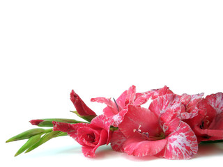 pink flowers with space on white background for decoration