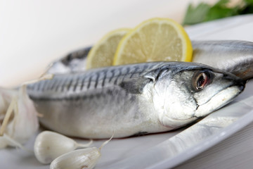Fisch zum grillen