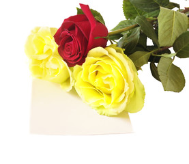 three colorful roses with a blank card isolated on white 