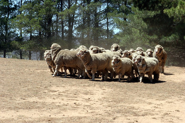 Obraz na płótnie Canvas flock of sheep