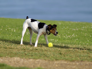 Perro jugando con pelota