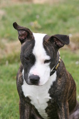 stafordshire bull terrier