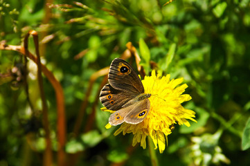 Obraz premium butterfly on a dandelion