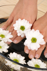 beautiful female hands and bowl of pure water with daisy