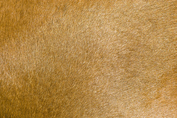 poil de cheval