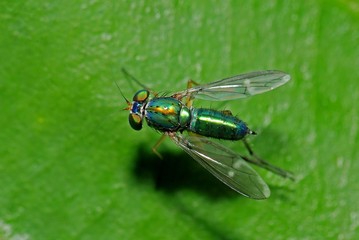 long-legged flies and leaf in the gardens