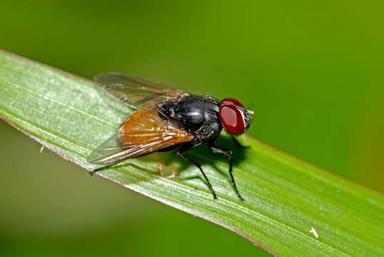 housefly and leaf in the gardens