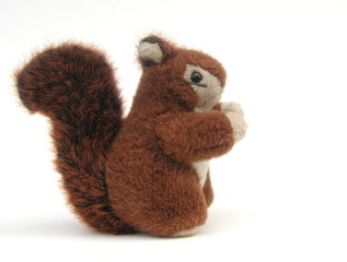 red squirrel