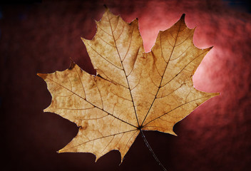 braunes Ahornblatt, Herbst