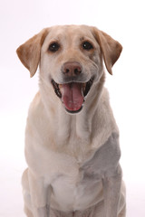 Yellow lab with big smile on her face half body sitting