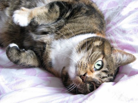 Tippy op bed