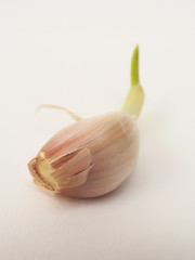 garlic clove 1