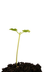 Young bean seedling in soil