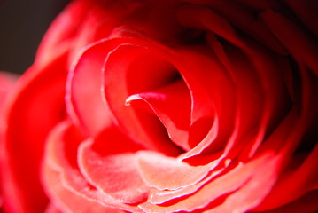 Rose rouge