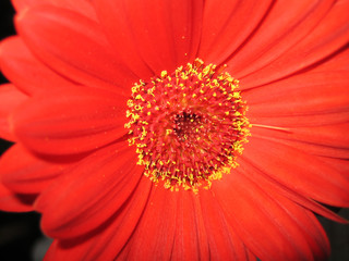gerbera rot