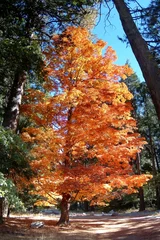 Autumn Tree
