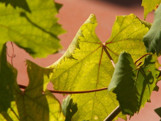 Cefalu vine leaf