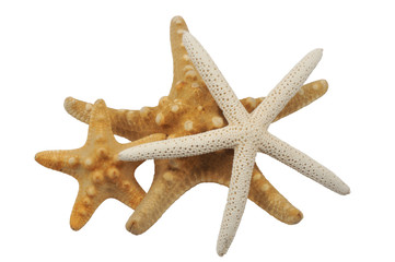 Three starfish isolated on white