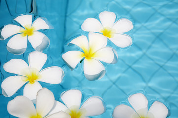 Fototapeta premium beautiful tropical flowers on water in the pool