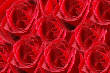 Naklejka premium Red roses background