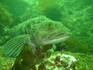 Fototapeta premium Ling Cod 1