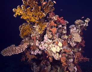 coralhead