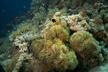 Fototapeta na wymiar Anemone i anemonefish