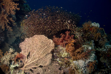 glassfish around coral