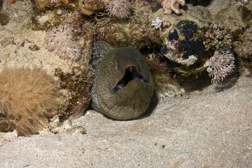 giant moray (gymnothorax javanicus)