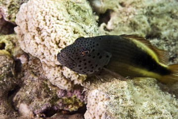 freckled hawkfish (paracirrhites forsteri)