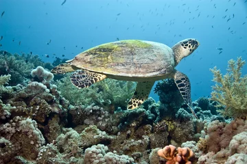 Photo sur Plexiglas Tortue hawksbill turtle (eretmochelys imbricata)