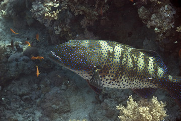red sea coralcod (plectropomus marisrubri)
