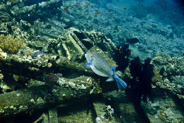 yellow boxfish ostracian cubicus) over yolanda wreck
