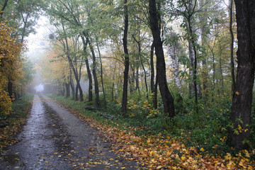 Fototapeta na wymiar autumn landscape of forest with yellow leafs