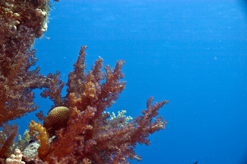 softcoral