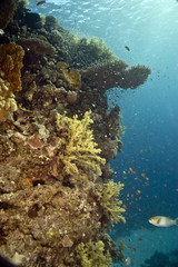Plakat koralowców i ryb