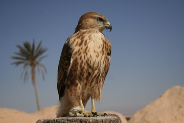 Falcon portrait I