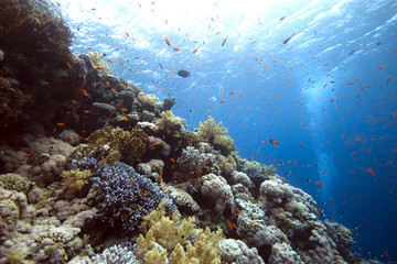 coral at Tiran