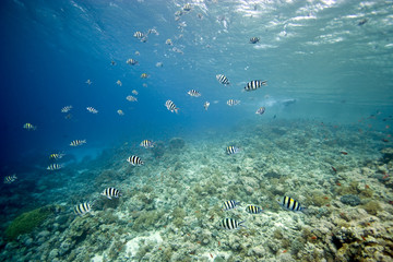 scissortail sergeant (abudefduf sexfasciatus)