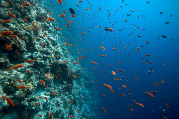 Fototapeta na wymiar koral na Tiran