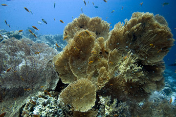 seafan