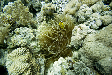 Naklejka na ściany i meble Anemone i anemonefish