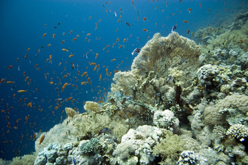 Plakat koral na Tiran