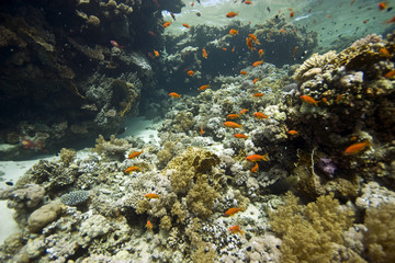Naklejka na ściany i meble koral na Tiran